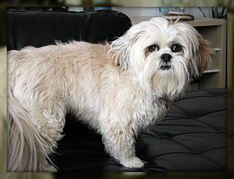 Lhasa Apso