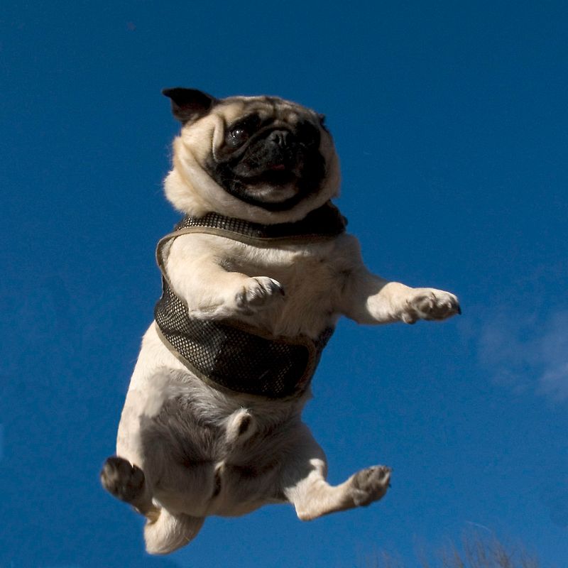 They protect their reputation in public - then unleash the chaos the moment nobody important is watching 11 Pug