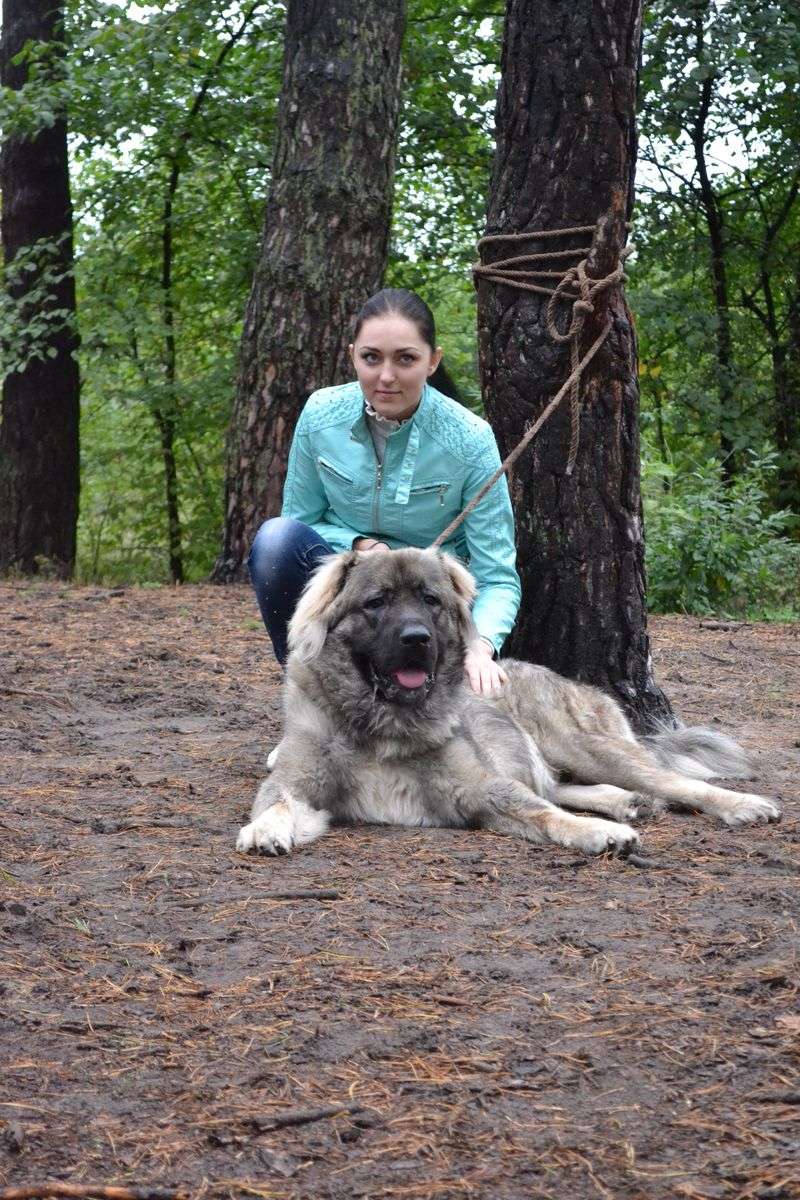Caucasian Shepherd Dog