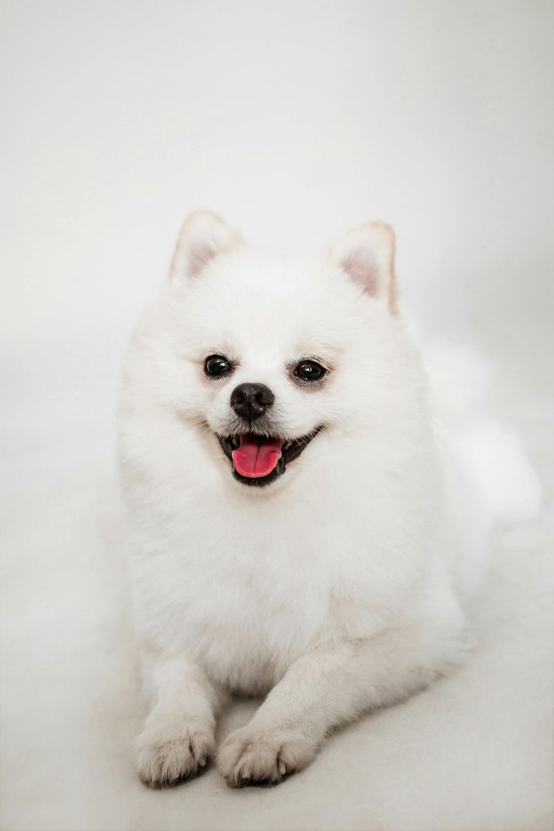 Pomeranian