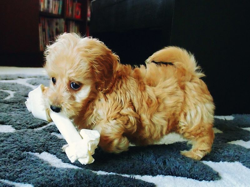 A few famous mixes dominate attention - These unusual combinations barely get mentioned 7 Doxiepoo - Dachshund × Poodle