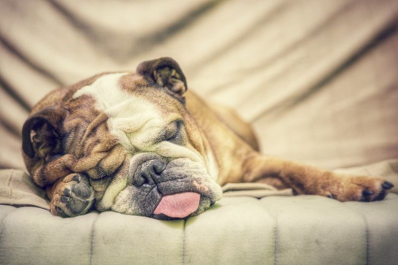 Bulldog