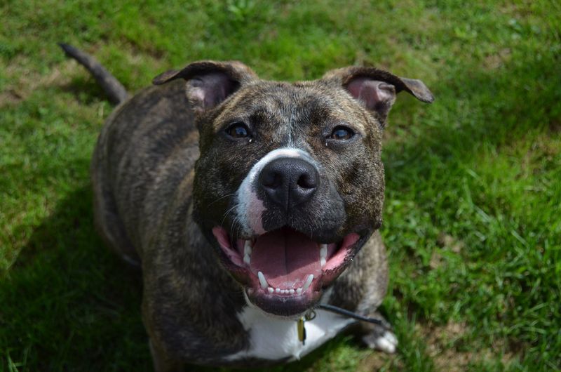 11 dog breeds that rarely get the spotlight - until the right owner discovers what makes them special 6 American Staffordshire Terrier