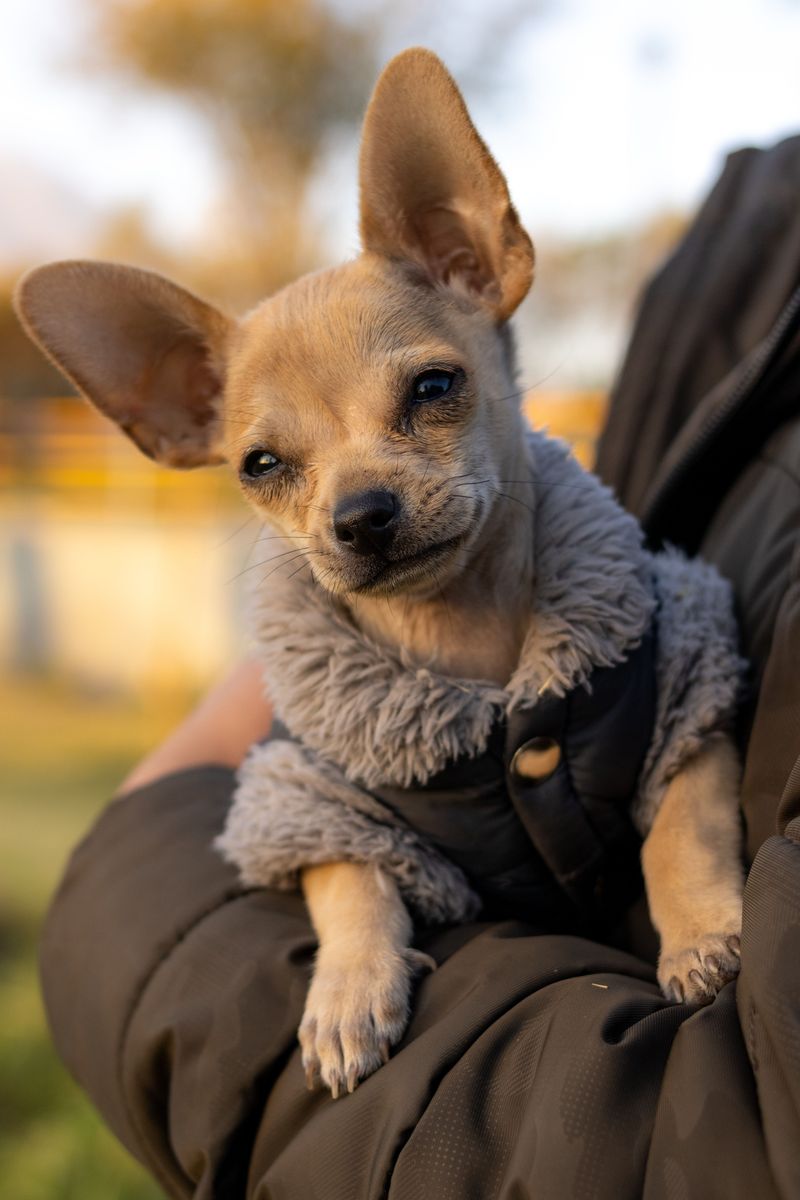These dog breeds are finding their place in the lives of younger city owners 7 Chihuahua - pocket-size with a big opinion