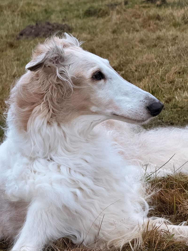 While every other dog rushes into the action, these 12 breeds may be watching from the sidelines 12 Borzoi