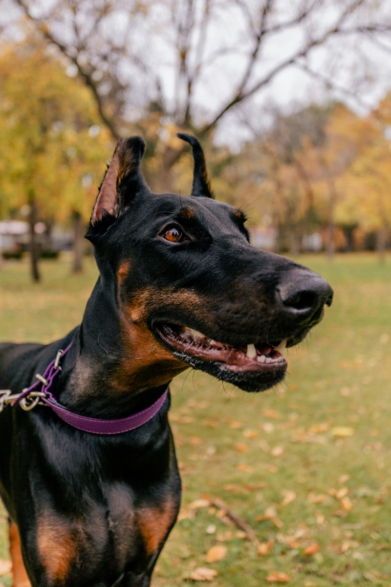 14 dog breeds that struggle when their favorite human changes 10 Doberman Pinscher