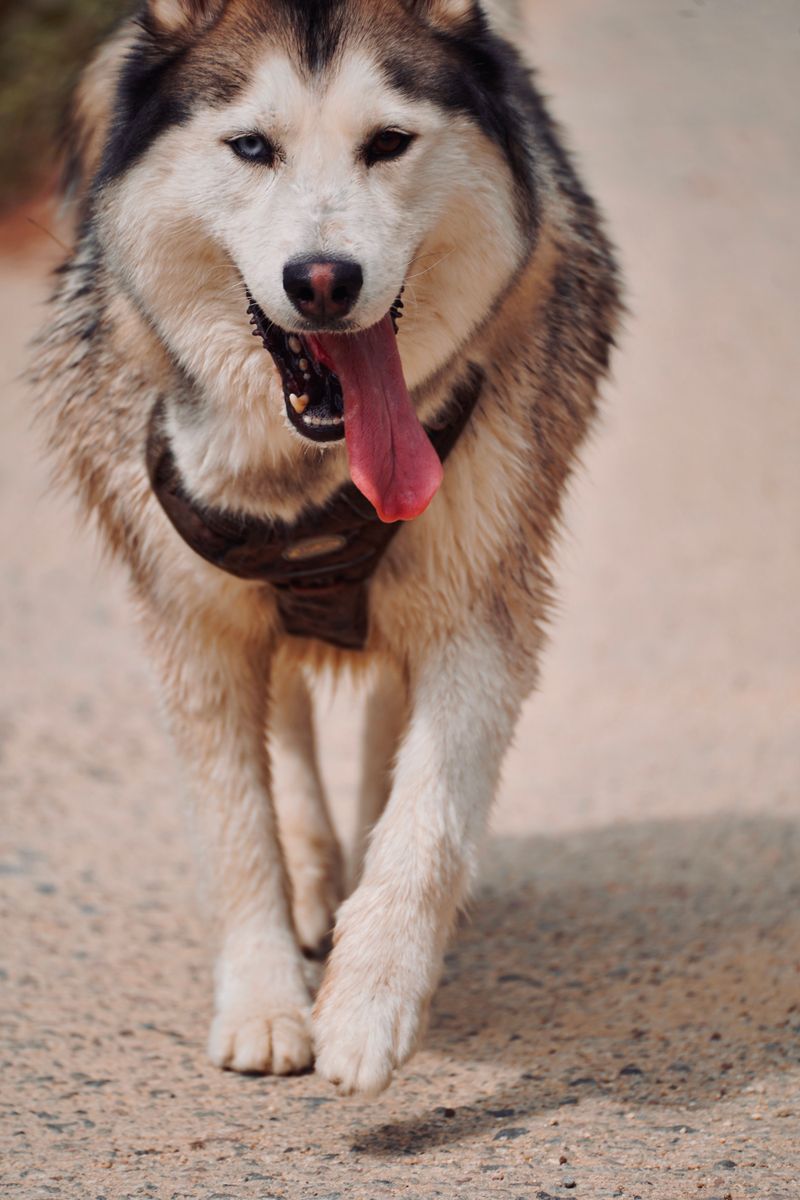 Siberian Husky