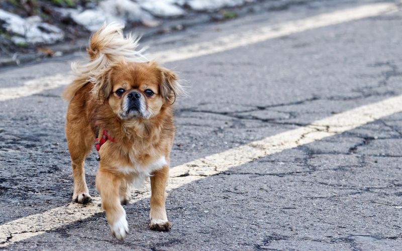 The calmest companion in the house is often one of these remarkably steady dog breeds 9 Tibetan Spaniel