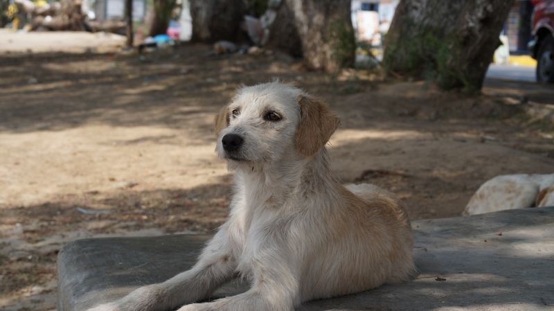 Istrian Coarse-Haired Hound