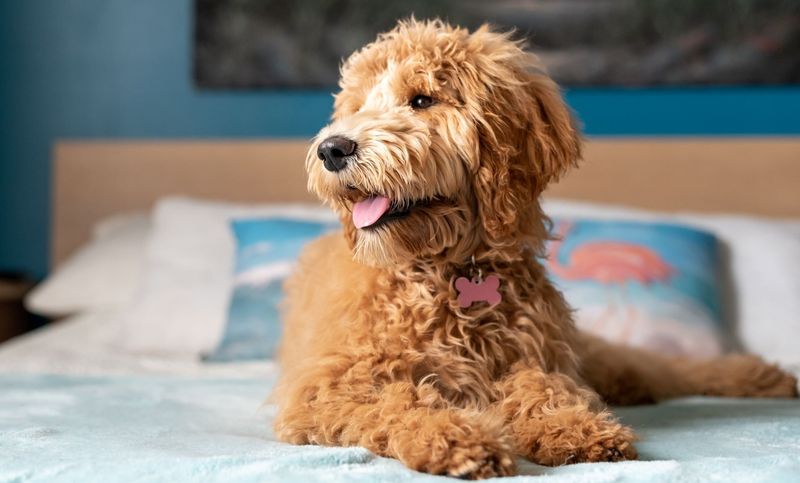 10 reasons large dogs make life better in ways small dogs can’t 3 Bigger dogs often stay calmer indoors
