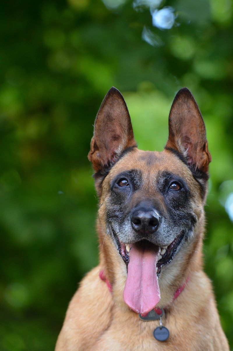 Belgian Malinois