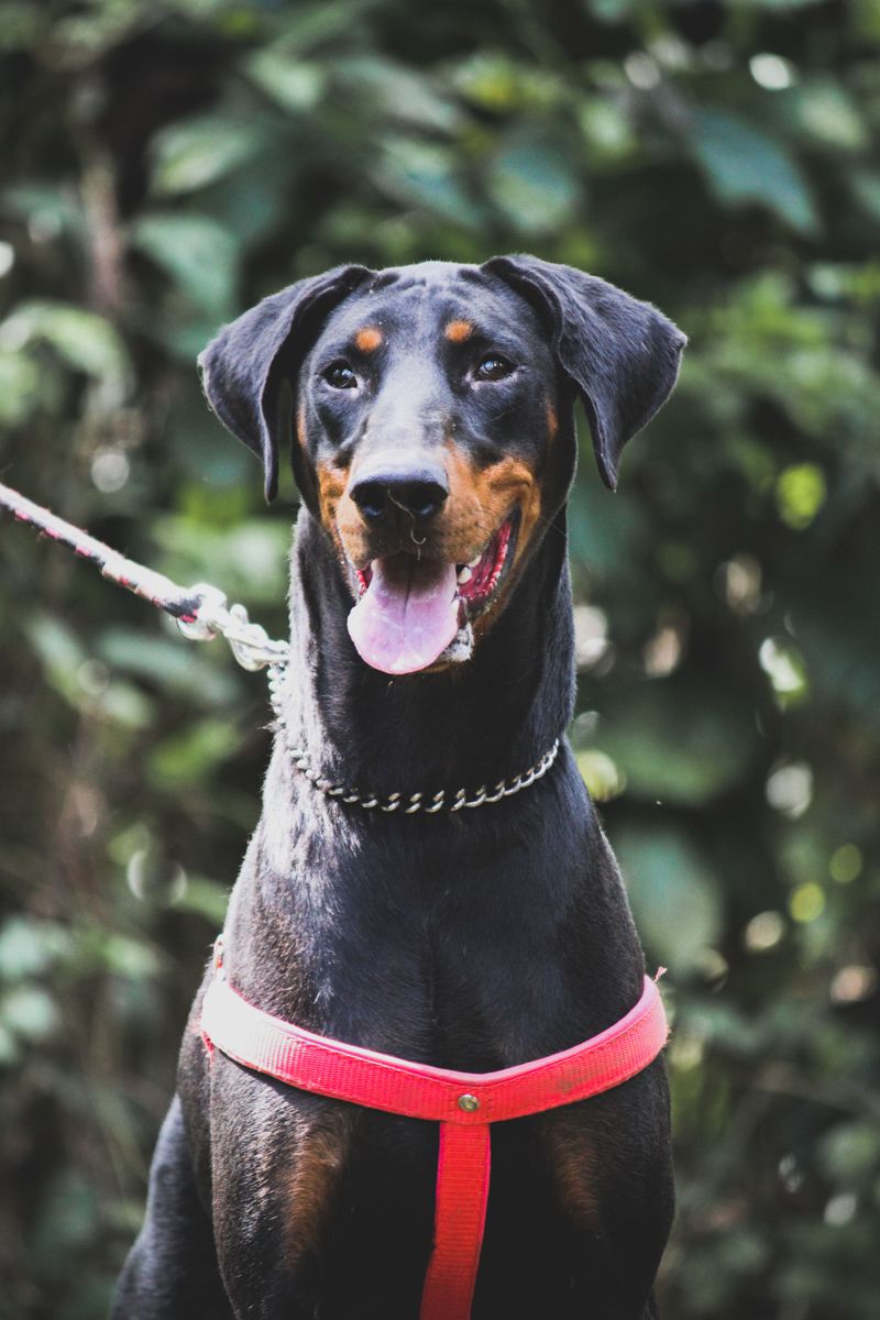 Living with these dog breeds can become more rewarding with every stage of life 7 Doberman Pinscher