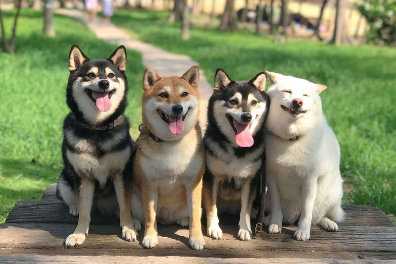 Shiba Inu