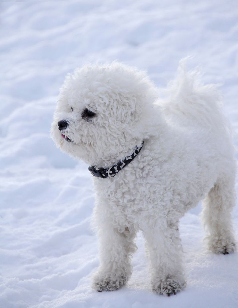 If everyone at home shares dog duties, these dog breeds may be an ideal match 9 Bichon Frise