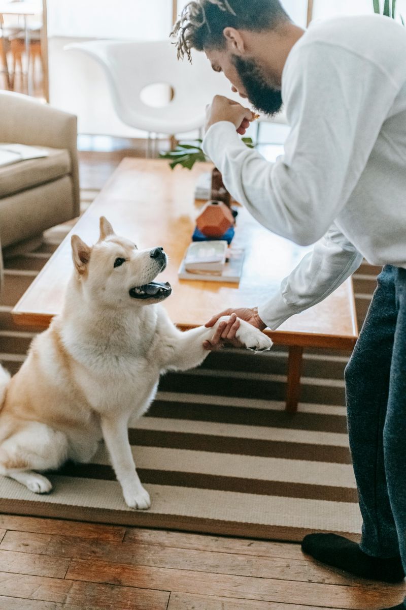 12 strong-minded dog breeds that refuse to be controlled easily 2 Akita