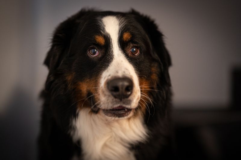 These remarkably intuitive dog breeds often sense feelings people try to hide 11 Bernese Mountain Dog