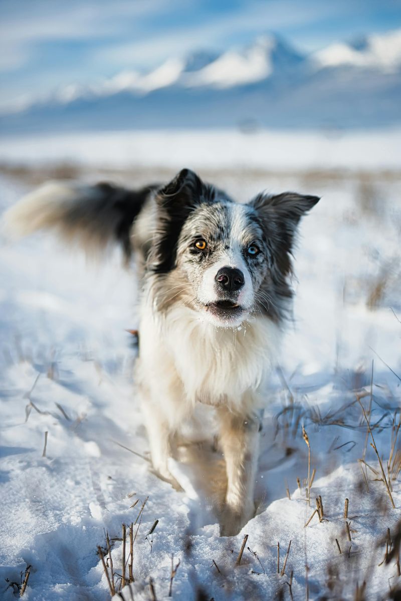 Border Collie