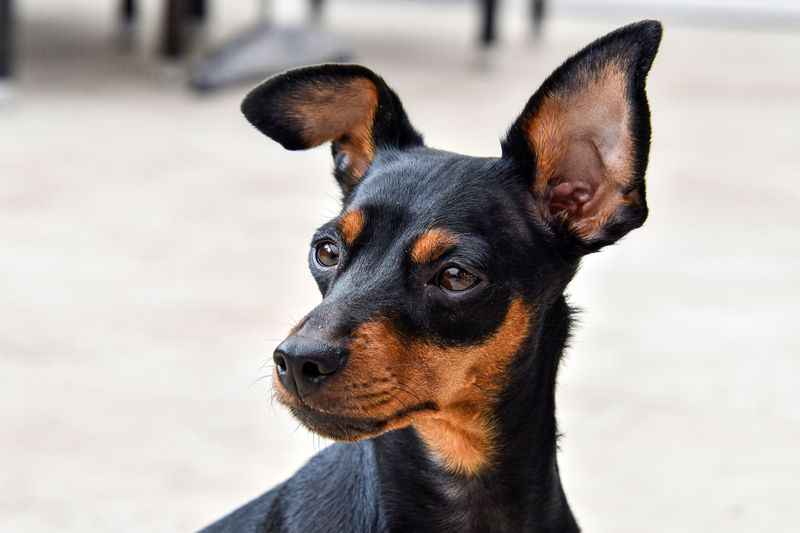 These 15 dog breeds don't spread their affection equally - they choose one person for life 11 Miniature Pinscher