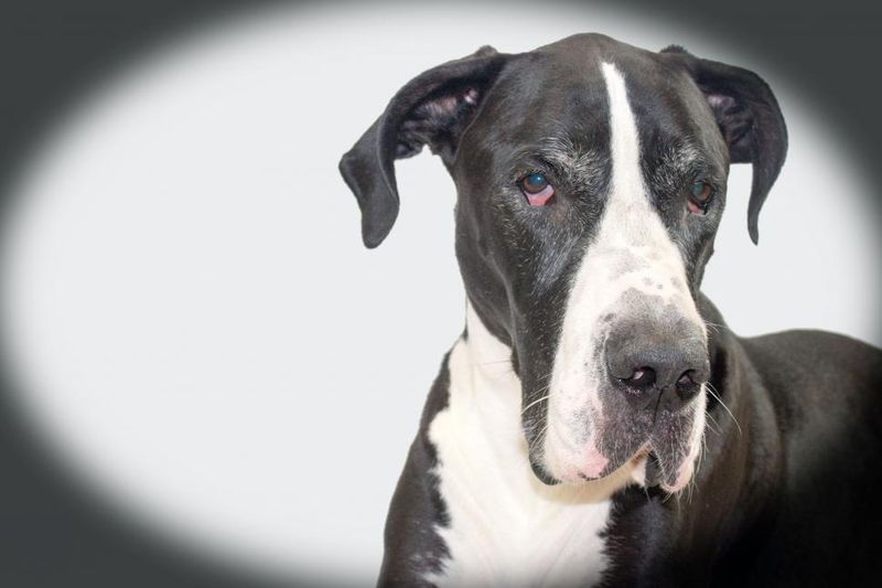 Long after puppyhood ends, these 13 dog breeds continue deepening the bond 12 Great Dane