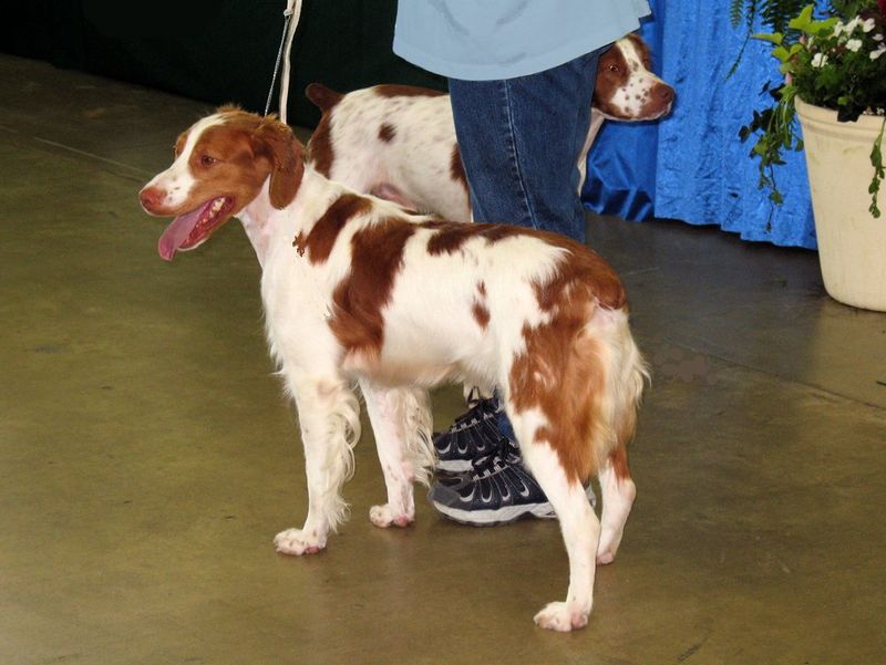 One toy is all it takes for these 18 dog breeds to lose all perspective 12 Brittany