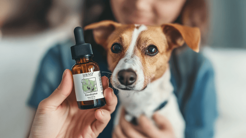 Eucalyptus oil