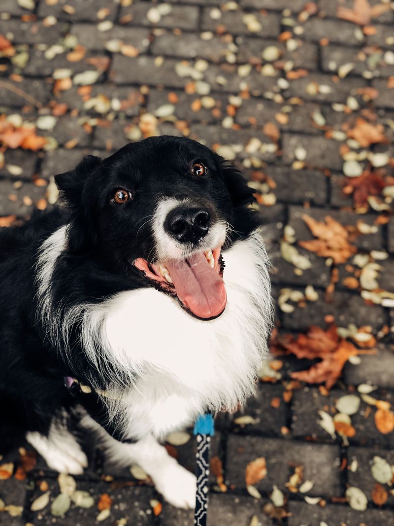 Checking in on walks