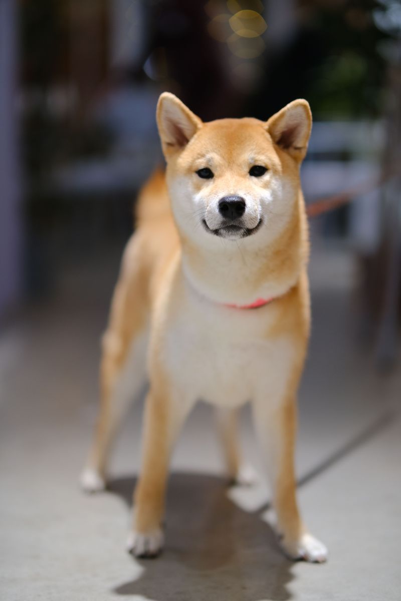 Some dog breeds prefer to understand a situation before joining in 3 Shiba Inu