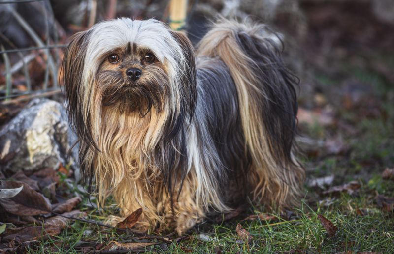 Think family dogs divide their affection equally? These breeds may create a very different pecking order 13 Lhasa Apso