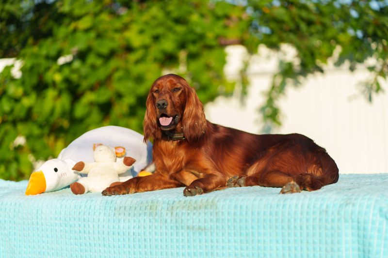 Your dog loves every stranger it meets? These 12 breeds may relate - but 3 others have a very different approach 7 Irish Setter