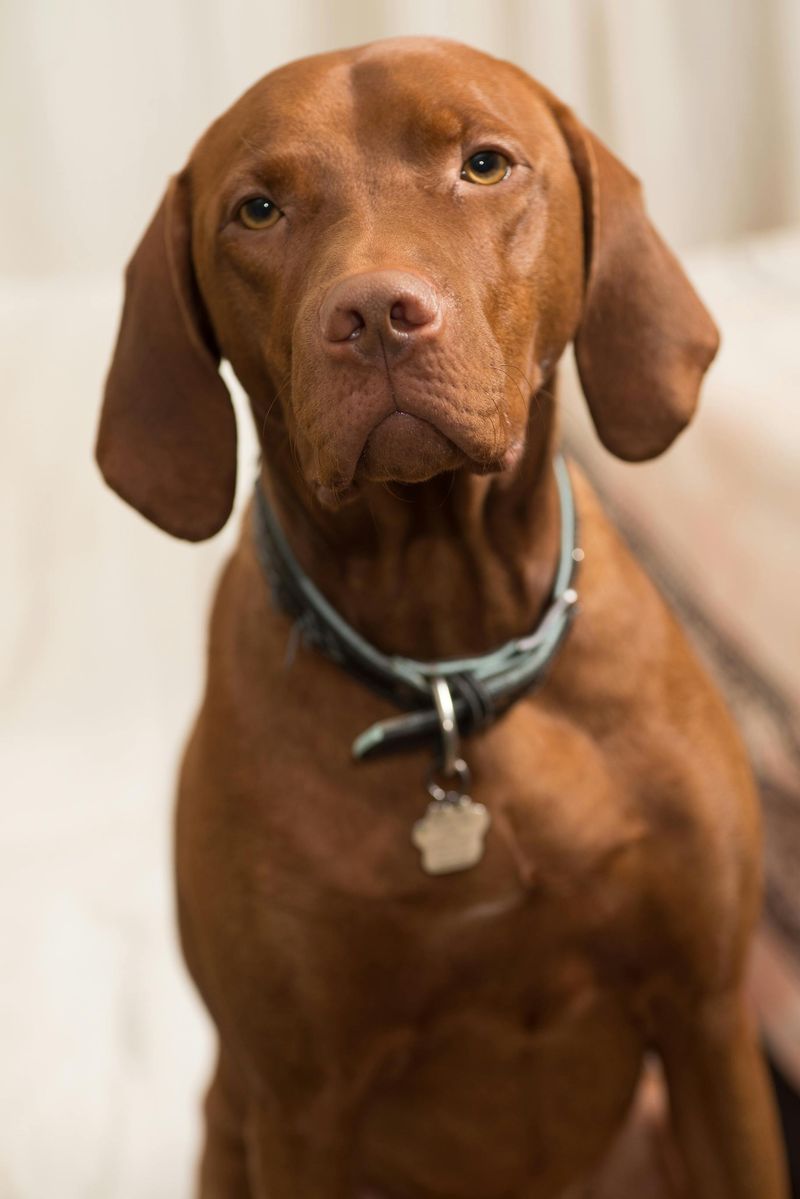 12 perfectly balanced dog breeds that relax beautifully at home and explode with energy outside 2 Vizsla