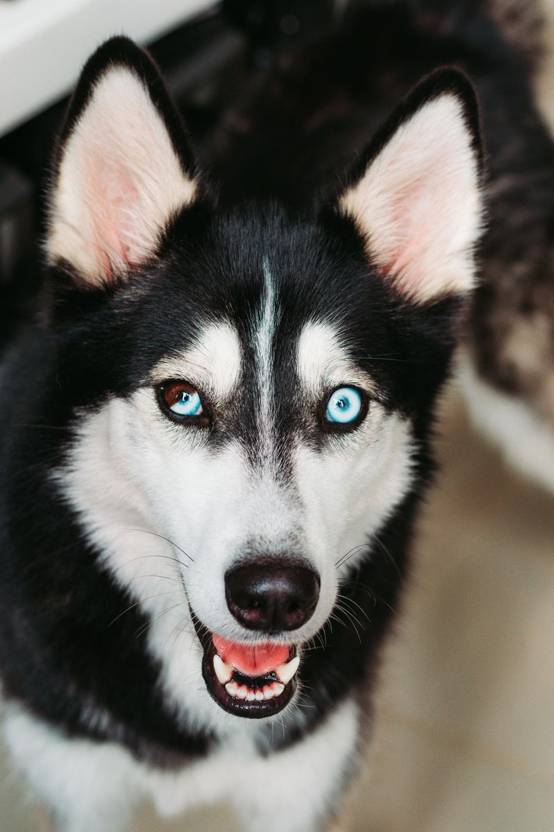 Siberian Husky