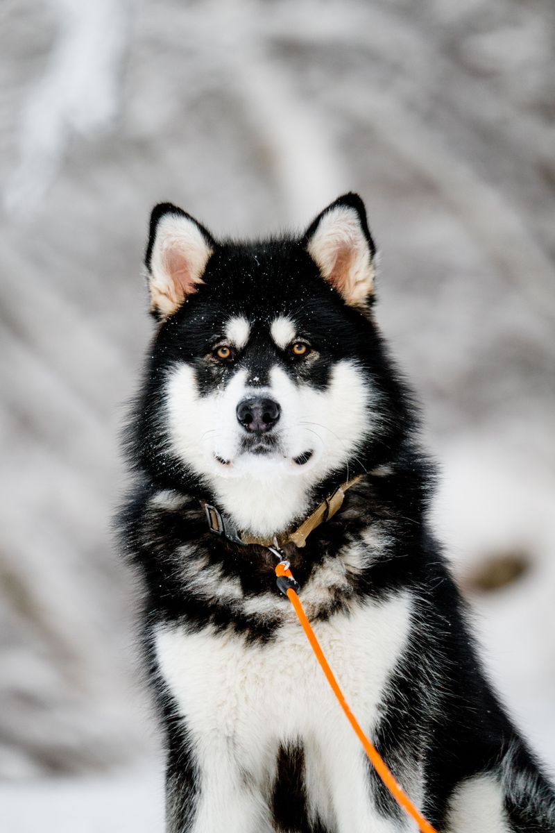 12 dog breeds that look easy to raise - but often become a full-time challenge, plus 6 more that test even experienced owners 19 Alaskan Malamute