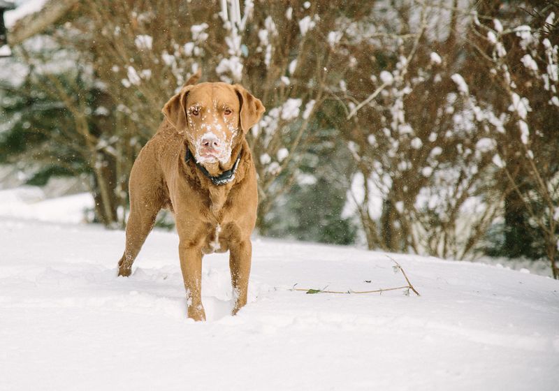 Chesapeake Bay Retriever