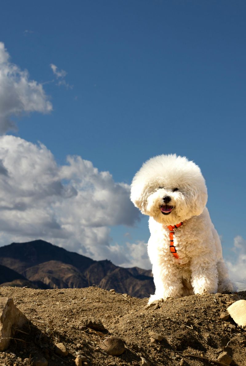 Bichon Frise