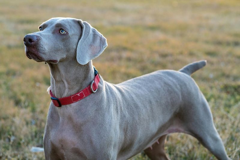 12 dog breeds owners should think carefully about before adding other pets 13 Weimaraner
