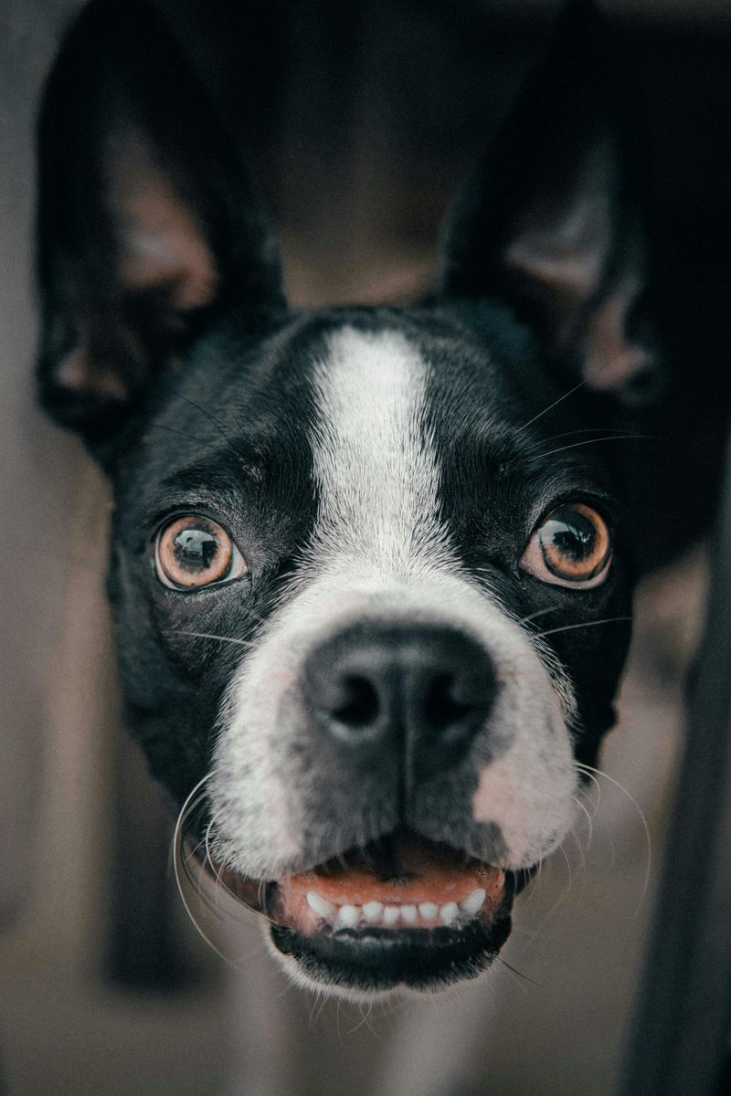 Boston Terrier