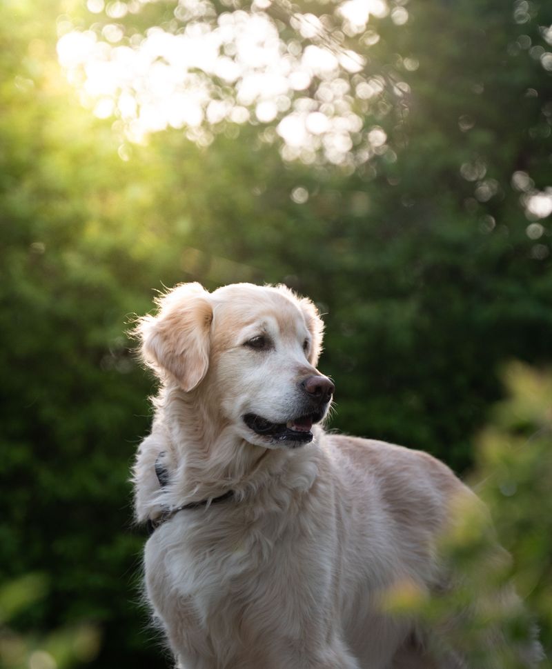 Cute videos made these breeds famous - They conveniently left out some of the hardest parts 4 Golden Retriever - sunshine helper with needs