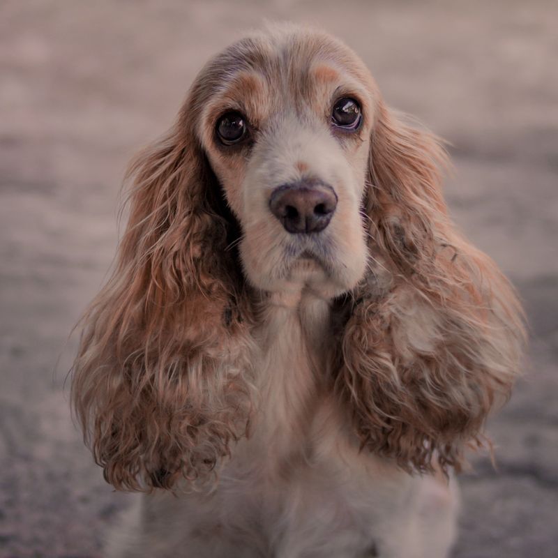 Your cat already runs the house - These dogs may be among the least interested in changing that 12 Cocker Spaniel