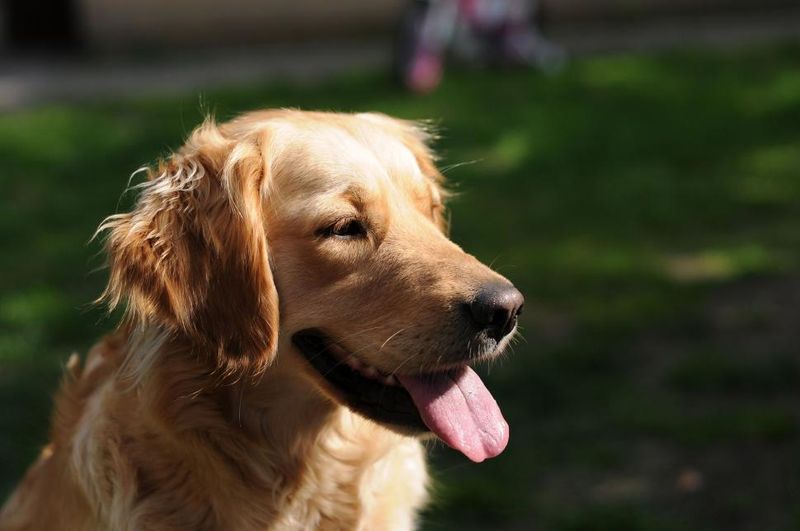 It's almost impossible not to love these 11 floppy-eared dog breeds - plus 3 hidden gems 6 Golden Retriever