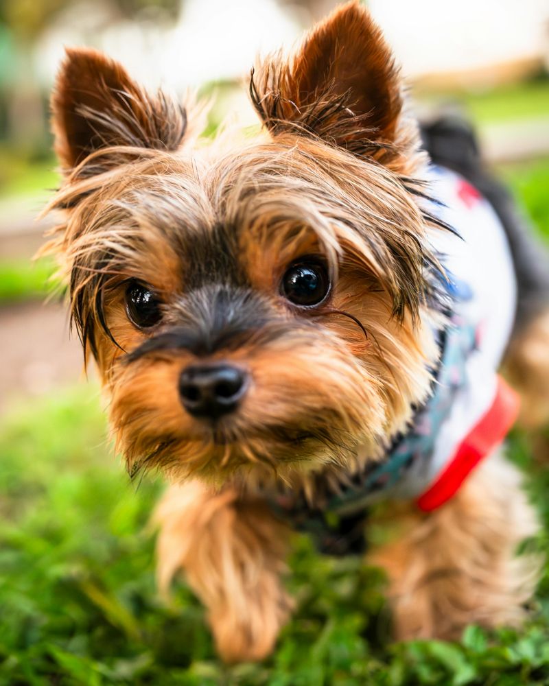 Yorkshire Terrier
