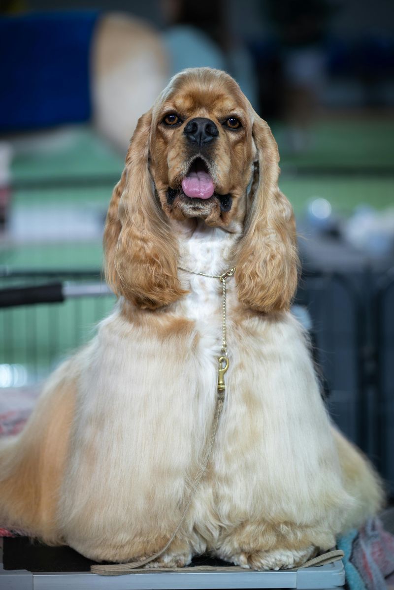 Cocker Spaniel