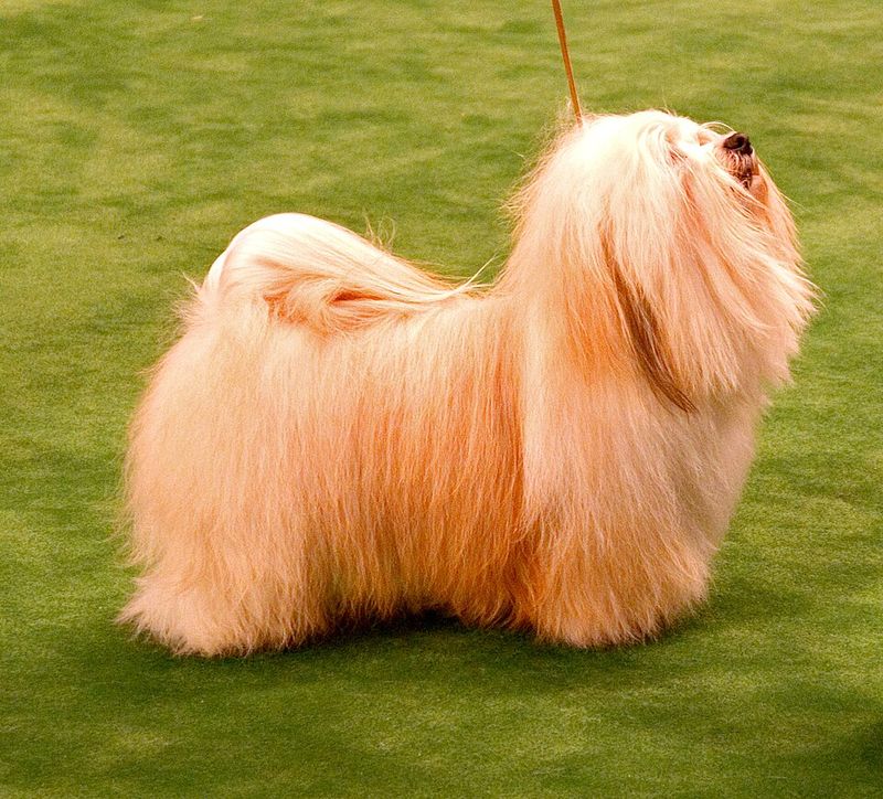 Not every companion adds excitement - These dog breeds often bring balance instead 11 Havanese