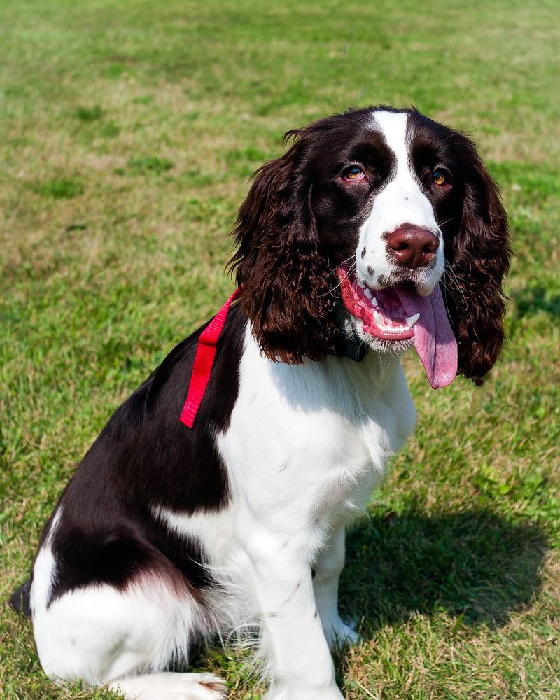English Springer Spaniel