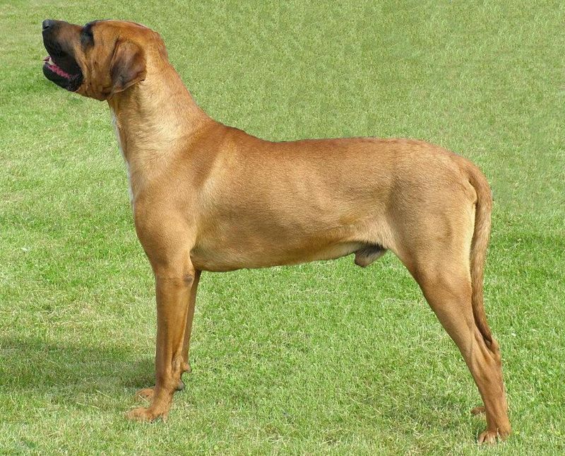 11 dog breeds people fear the most - plus 3 lovable dogs unfairly dragged into the conversation 10 Tosa Inu