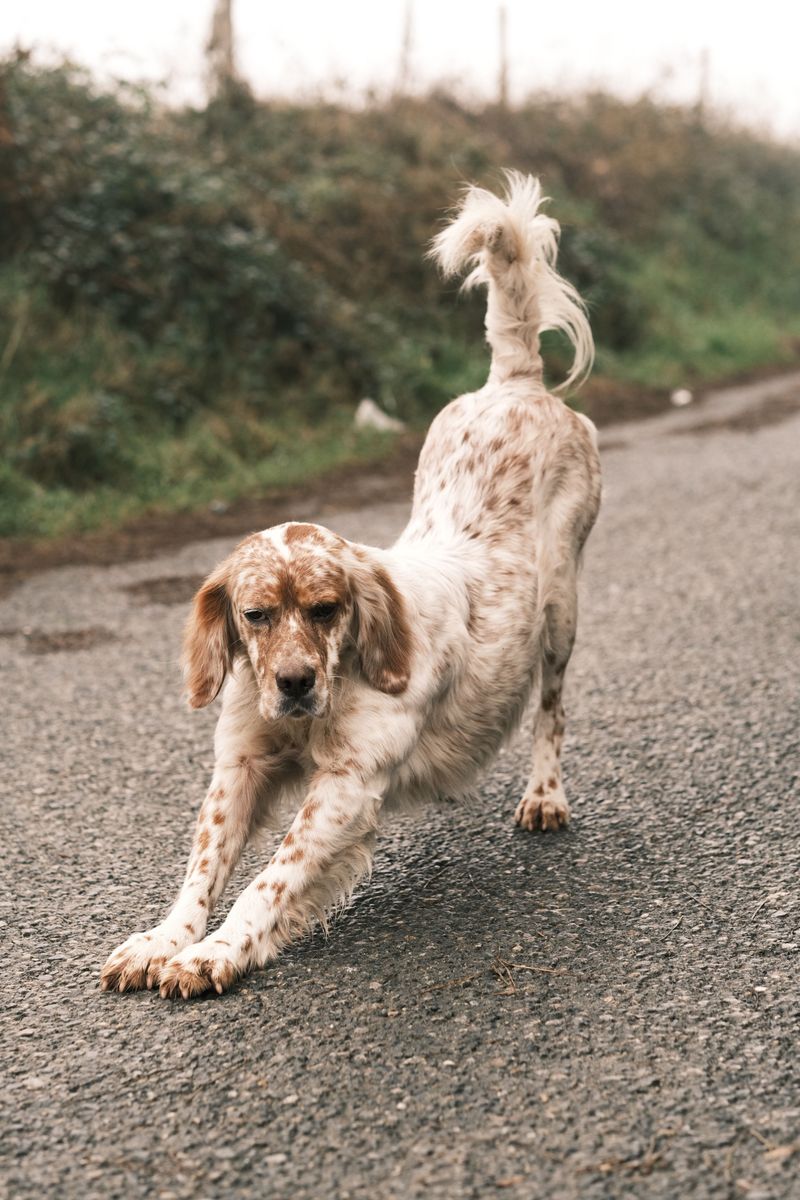 11 dog breeds that rarely get the spotlight - until the right owner discovers what makes them special 3 English Setter