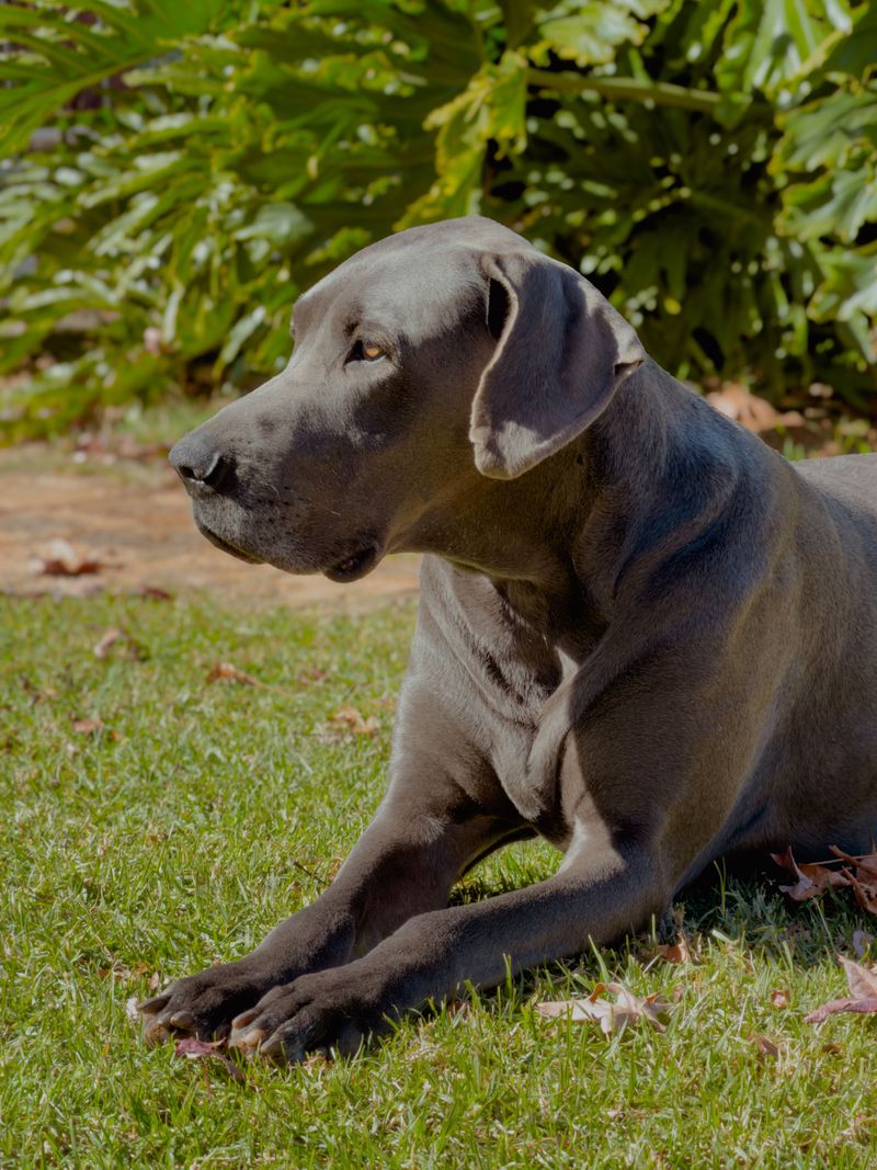 A calm first response is one of the qualities owners appreciate most about these companions 4 Great Dane