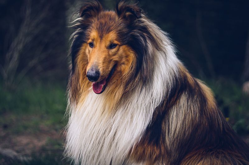 A calm first response is one of the qualities owners appreciate most about these companions 7 Rough Collie