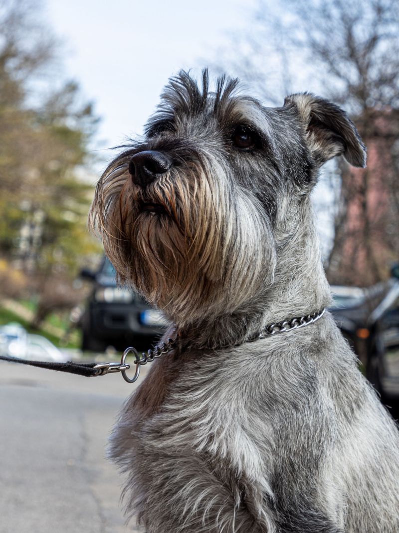 Give these dog breeds clear expectations and watch how quickly chaos can turn into cooperation 4 Giant Schnauzer