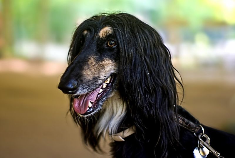 12 dogs that prove love isn’t always obvious 8 Afghan Hound