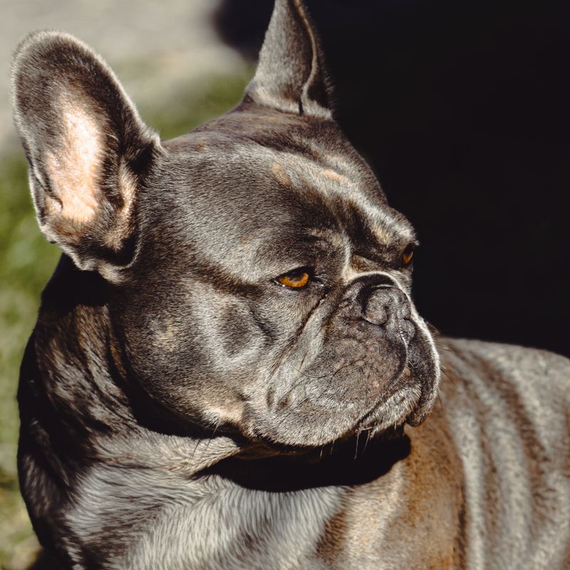 12 dog breeds that keep barking to a minimum while bringing maximum joy 9 French Bulldog